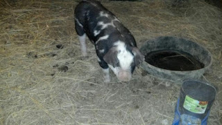 A weanling piglet raised indoors