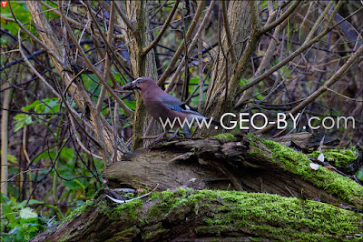 River Loszyca. The Valley. Eurasian jay (Garrulus glandarius)