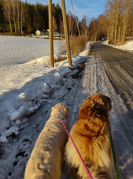 golden retriever leonberger