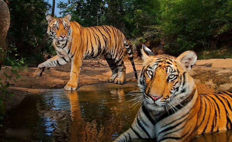 12+ Gambar Harimau Keren Hitam Putih