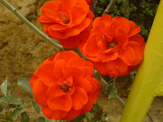 Cameron Highland Flowers Malaysia