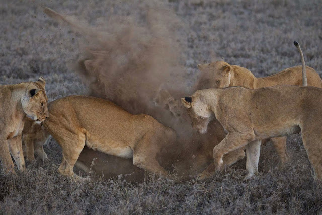 Hunger Lionesses at Serengeti National Park