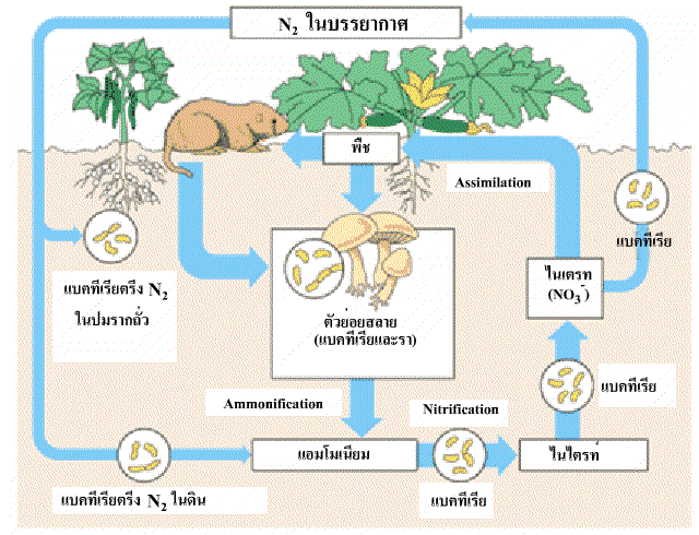 ตรวจปุ๋ย ตรวจวิเคราะห์ดิน ตรวจดิน