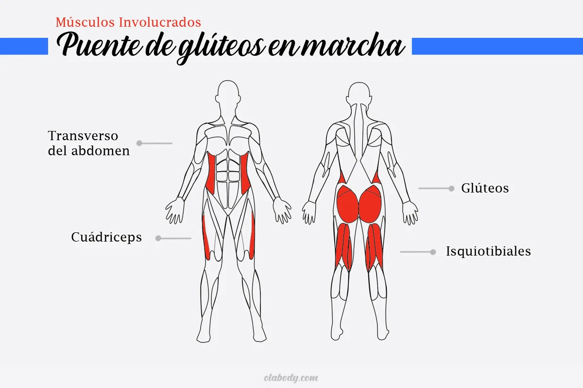 Músculos Involucrados Puente de Glúteo en Marcha
