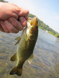 Potomac River Dam 4 smallmouth