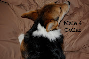 Collar on Male 4Sold18 Weeks. Posted by KA Pembroke Welsh Corgi at .