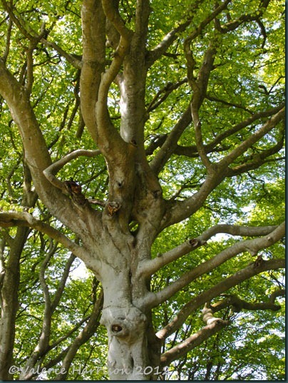 43-tree