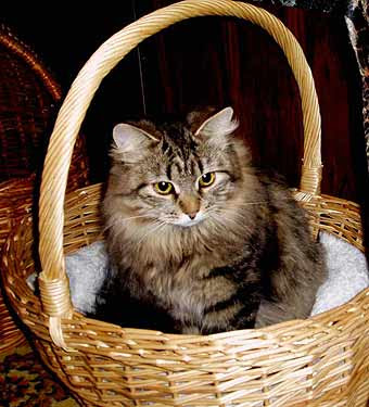 Siberian cats pictures