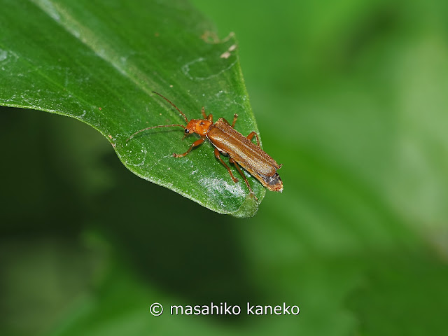 セボシジョウカイ