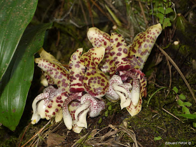 Stanhopea hernandezii care and culture