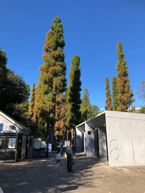 井の頭公園のメタセコイア