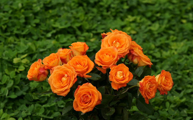 orange roses