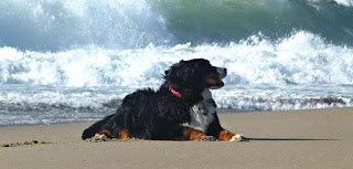 bernese mountain dog on a seashore