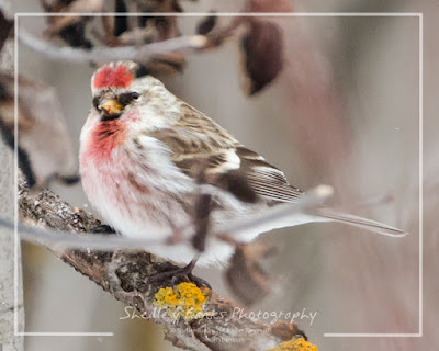 Male Redpoll. © Copyright, Shelley Banks, all rights reserved