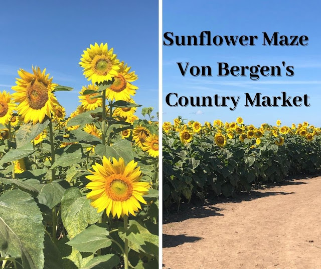 Nature Is Golden Walking Through a Sea of Sunflowers at Von Bergen's Country Market