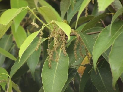 岬町の花粉情報 アラカシ ブナ科