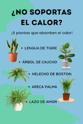 Las Mejores 5 Plantas que Absorben el Calor en tu Hogar