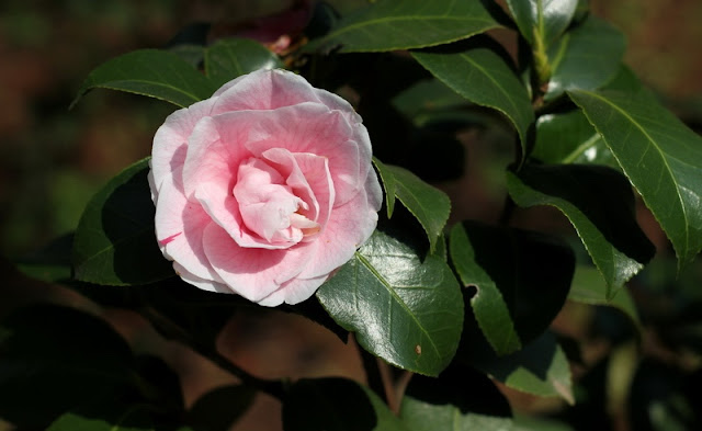 Camellia Flowers Pictures