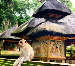 Sacred Monkey Forest Ubud, monkey forest Ubud Bali, wisata hutan monyet ubud