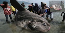  Οι ψαράδες πολλές φορές υπερβάλλουν για τα κατορθώματα τους.  Ωστόσο ένας Ινδονήσιος, σίγουρα μπορεί να υπερηφανεύεται για την τύχη και το ...