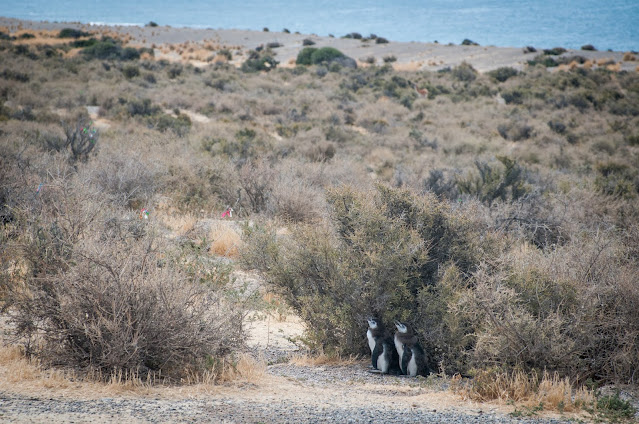 Penguin love @ Punta Tombo, Argentina