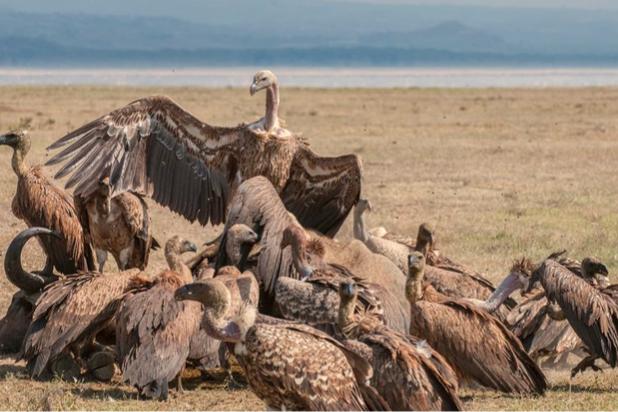 Panna National Park Himalayan Griffon Vultures