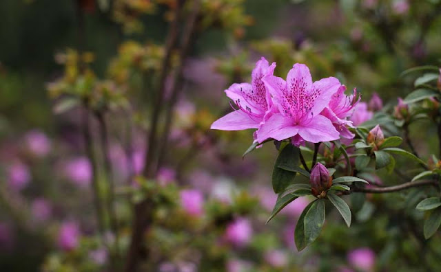 Azalea Flowers Pictures