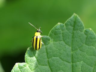 Chrysomèle rayée du concombre - Acalymma vittatum