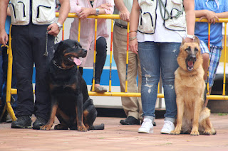 Los perros de la asociación GT Wurssy causan admiración en las fiestas de El Regato