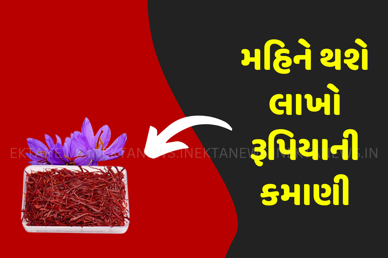 Saffron Cultivation Business Idea