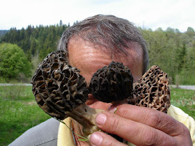 grzyby wiosenne, grzyby w marcu, grzyby w kwietniu, grzyby w maju, wiosenne grzybobranie, grzybobranie na Orawie, gdzie i kiedy szukać smardzów, smaczne grzyby wiosenne, smardz stożkowy. Morchella conica