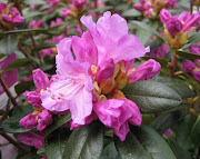 . but technically the hybrid shrub is a Rhododendron. (rhododendron pjm elite )