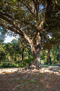 Árbol centenario con inmensas raíces y mi pequeña a los pies como pequeño puntito azul