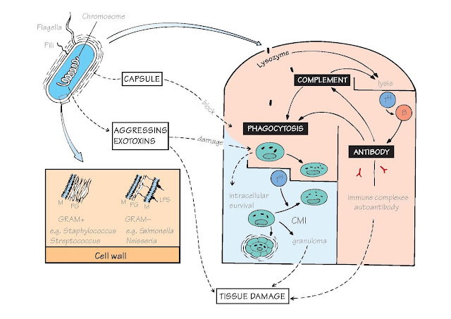 Immunity To Bacteria