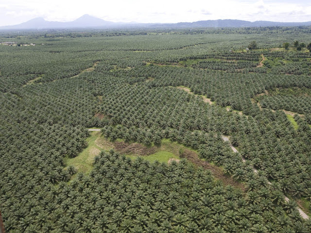 Vista Aerea Campo di Palme da Olio