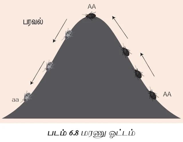  CLASS 12 ZOOLOGY TAMIL MEDIUM TEXT MATERIALS பாடம் 6 பரிணாமம் - CHAPTER 6 EVOLUTION 