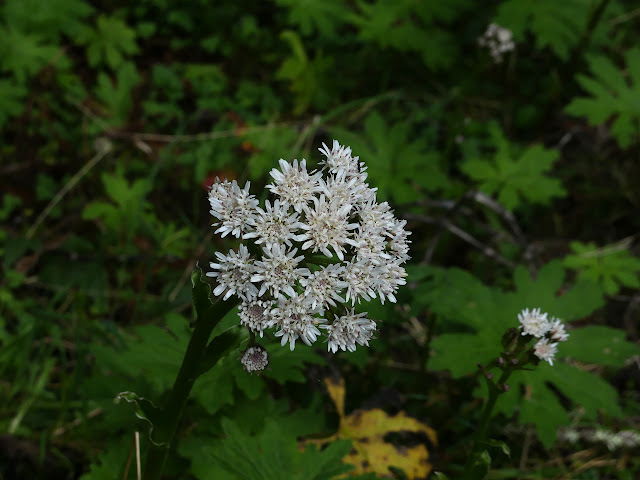 white flowers