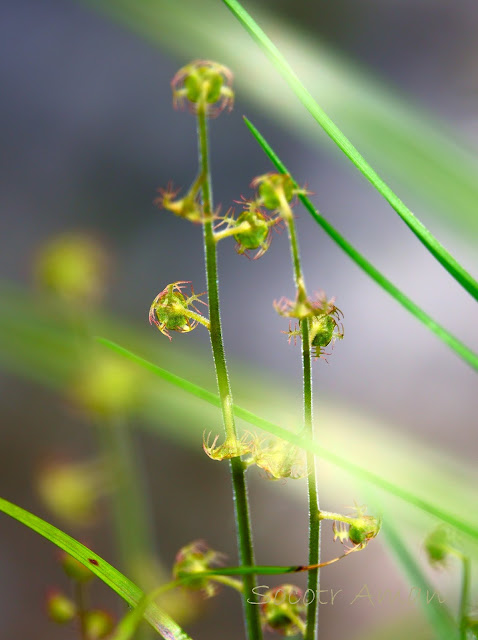 Mitella pauciflora