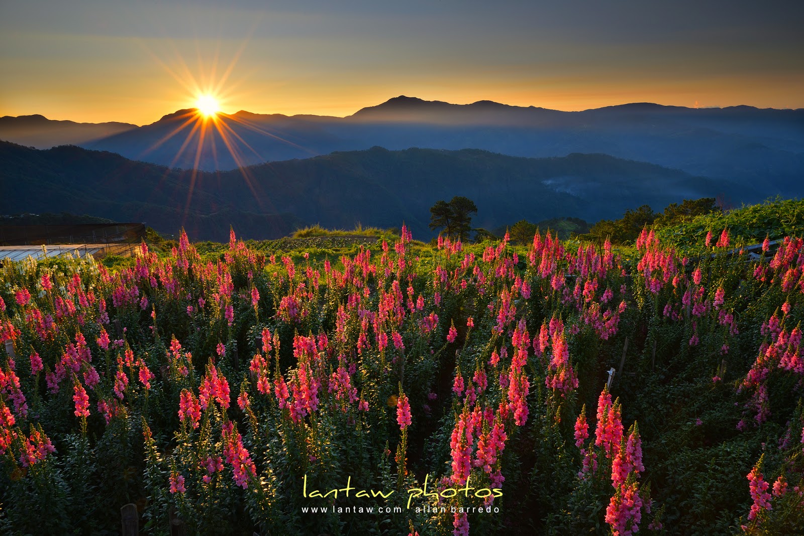 atok: beauty of northern blossoms