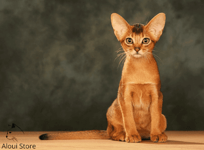 Abyssinian cats health
