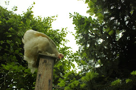 organically raised Cochin bantam - very broody