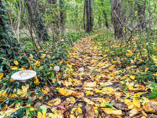 Fungi along the woodland path