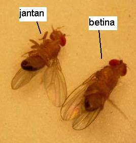 Sinau online: Perbedaan Drosophila melanogaster (lalat 