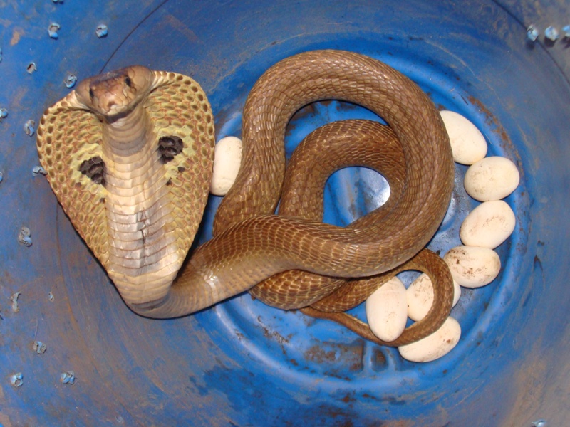 indian spectacled cobra