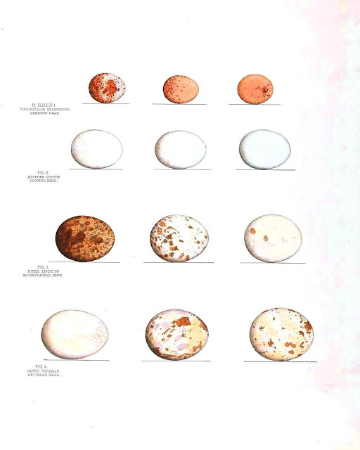 Birds Eggs Pictures