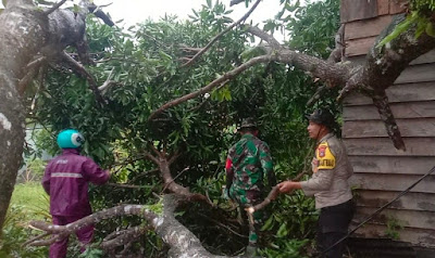 Rumah Warga Tertimpa Pohon, Babinsa Batu Hitam Segera Tanggap