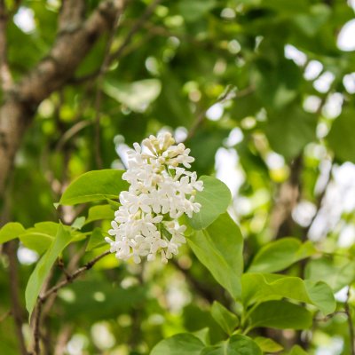 White lilac // spring yard walk | On The Creek Blog