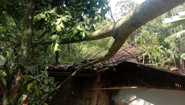 ANGIN KENCANG MENYEBABKAN POHON TUMBANG DAN MENIMPA ATAP RUMAH