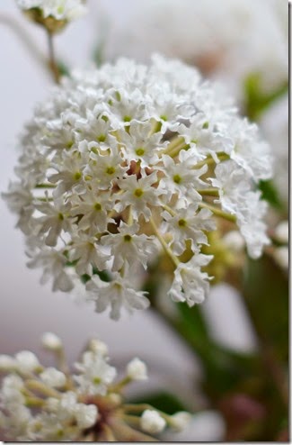 Wildflower8