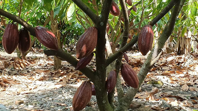 buah kakao yang hampir matang